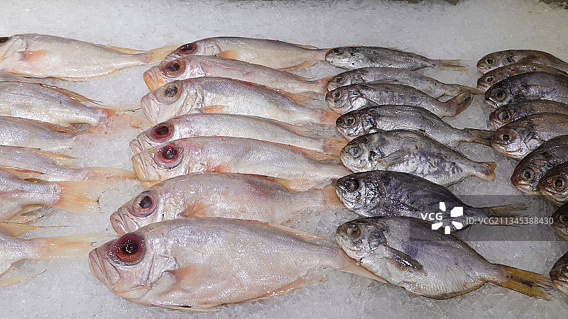 海鲜鲷鱼图片素材