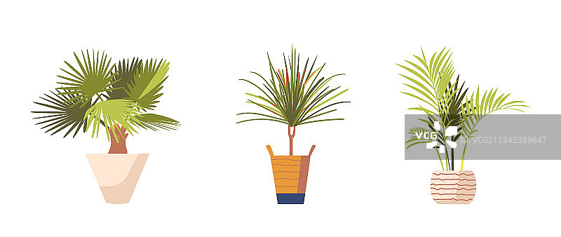 盆栽棕榈树、榕树和龙血树图片素材