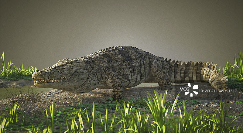 湖中鳄鱼特写图片素材