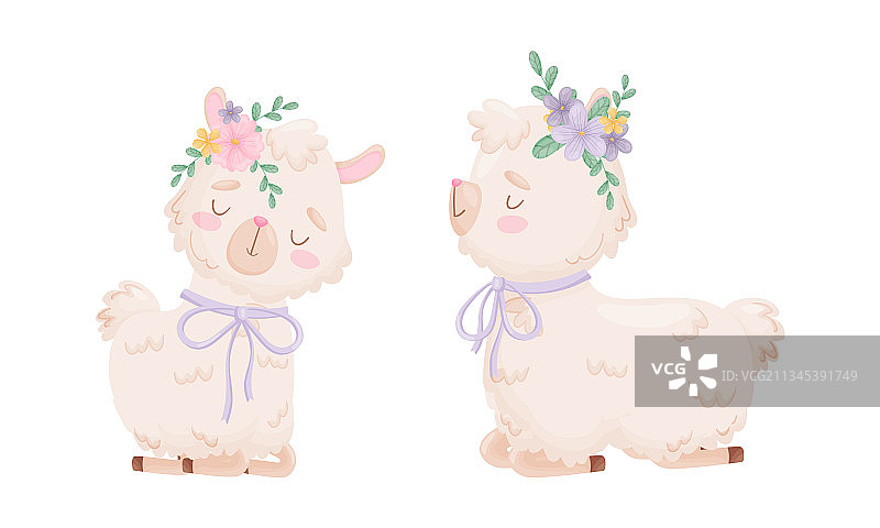 可爱的羊驼，带有花卉装饰图片素材