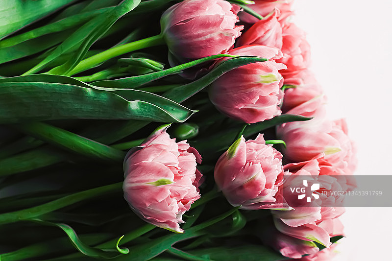 白色背景下的粉色郁金香特写图片素材