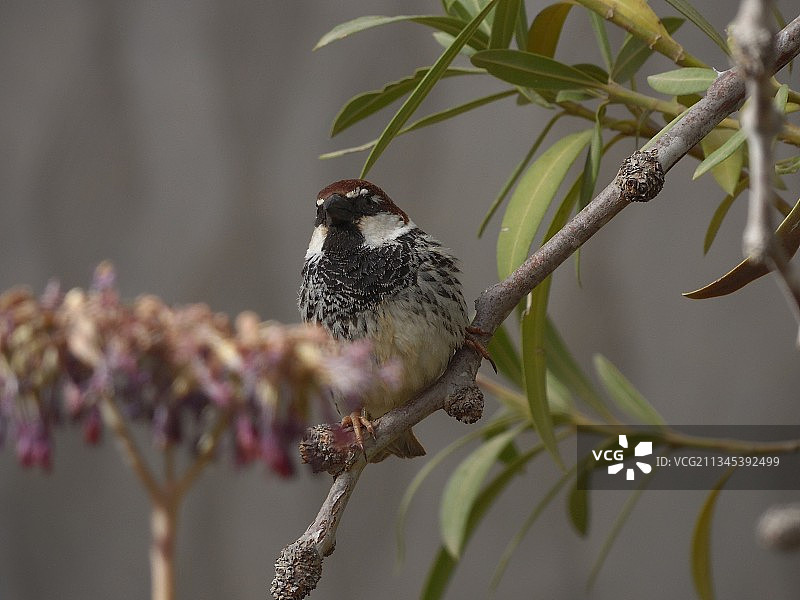 栖息在树枝上的燕雀特写镜头图片素材