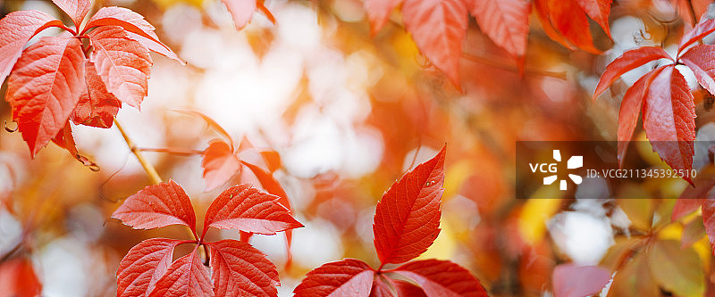 红枫叶特写图片素材