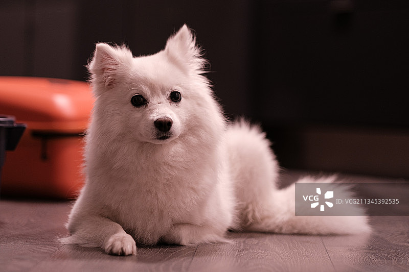 纯种拉布博美犬坐在家里的地板上的肖像图片素材