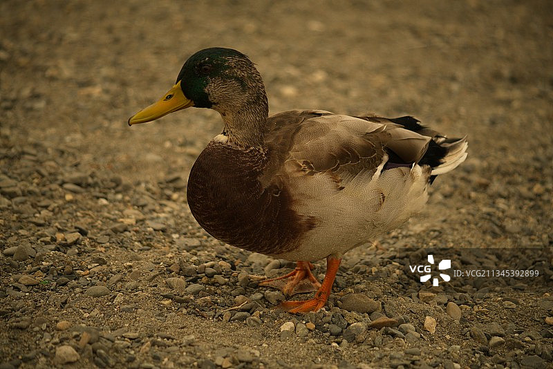 美国田野中的绿头鸭特写图片素材