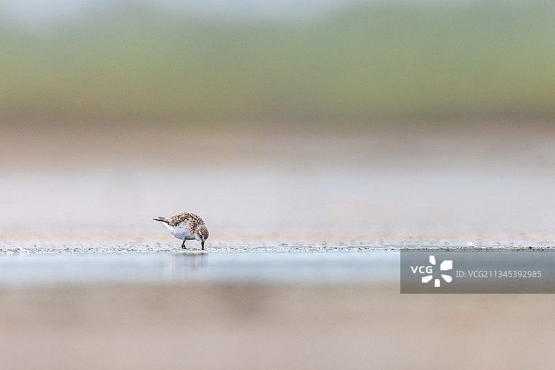 海滩岸边栖息的水 Killdeer 鸟侧面图图片素材