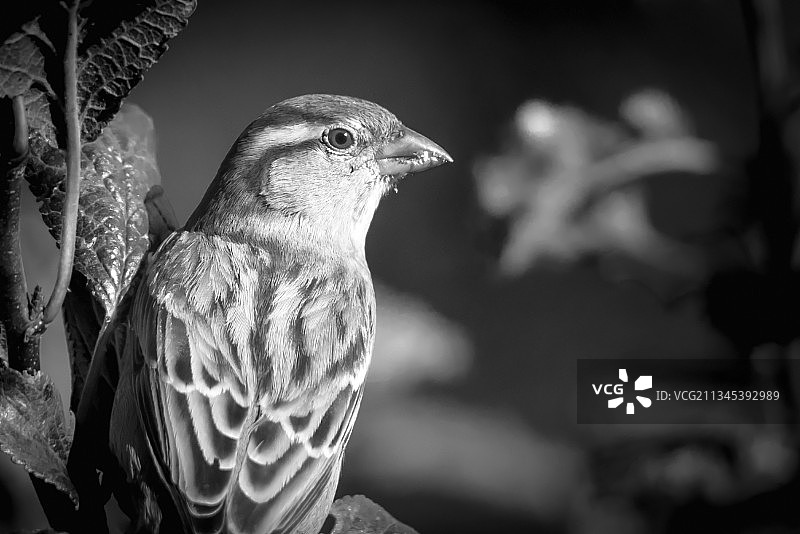 特写：鸣雀栖息于户外图片素材