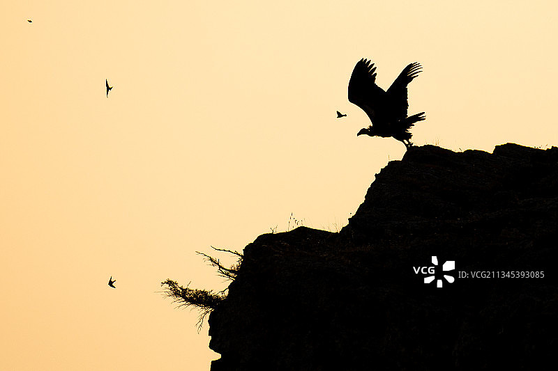 西班牙布尔戈斯，洪托里亚德尔皮纳尔，日落时分鸟儿飞翔的剪影的低角度视图图片素材