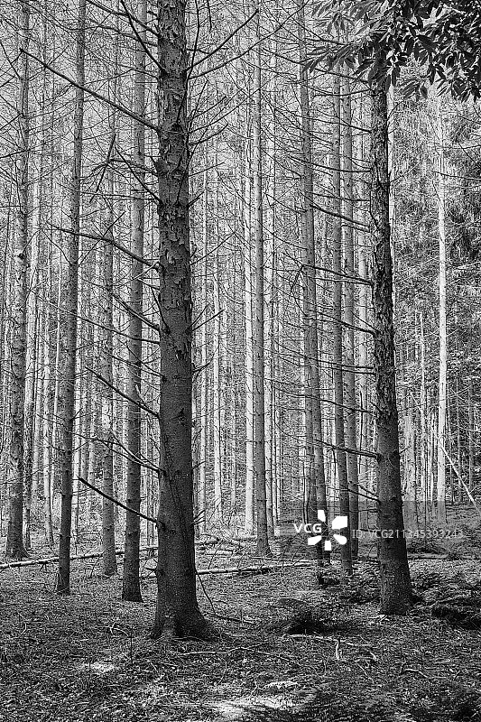 荷兰乌尔芬豪特森林中的树木图片素材