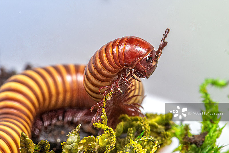 昆虫在植物上的特写镜头图片素材