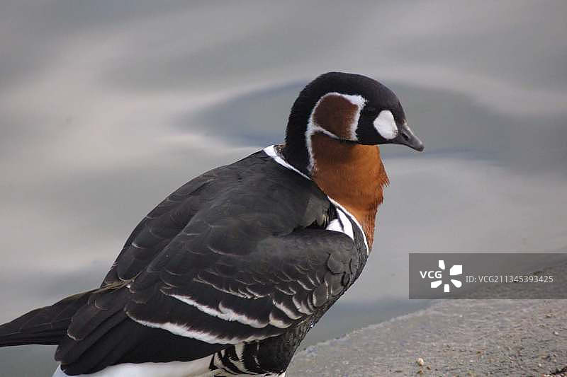 英国田野上的鸭子特写图片素材