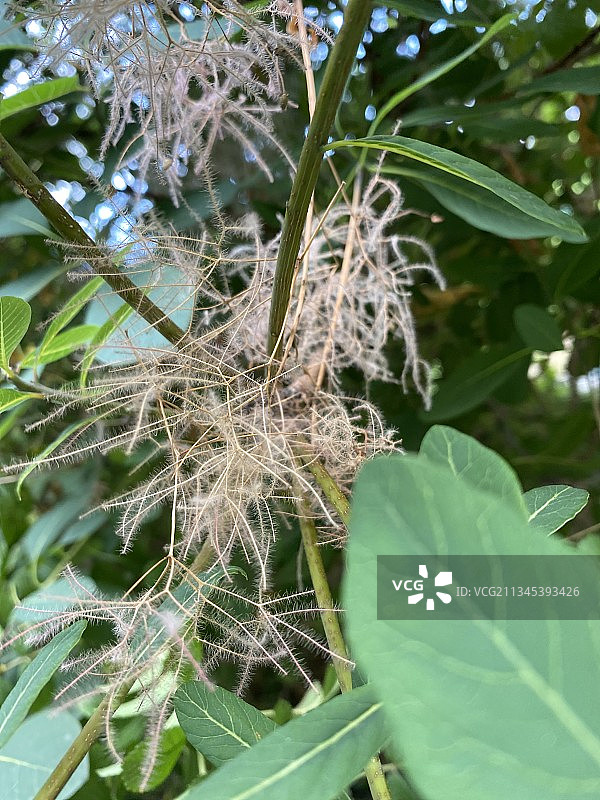 植物在田间生长的特写镜头图片素材