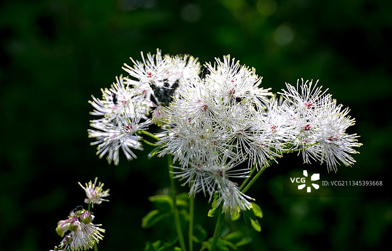 白色蒲公英花朵特写图片素材