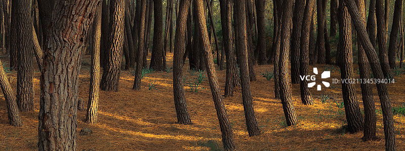 希腊森林中的树木图片素材