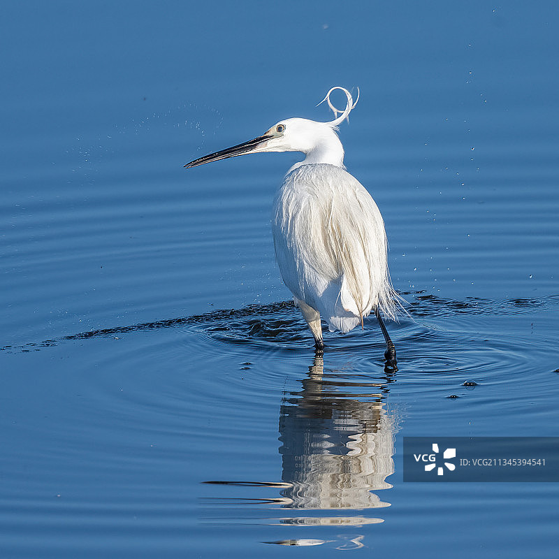 在英国利明顿湖中，白鹭的侧视图图片素材
