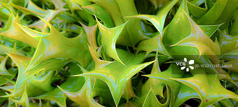 佐治亚州华纳罗宾斯的新鲜绿叶特写图片素材
