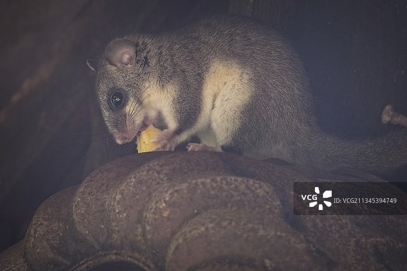 岩石上的松鼠特写，德国图片素材