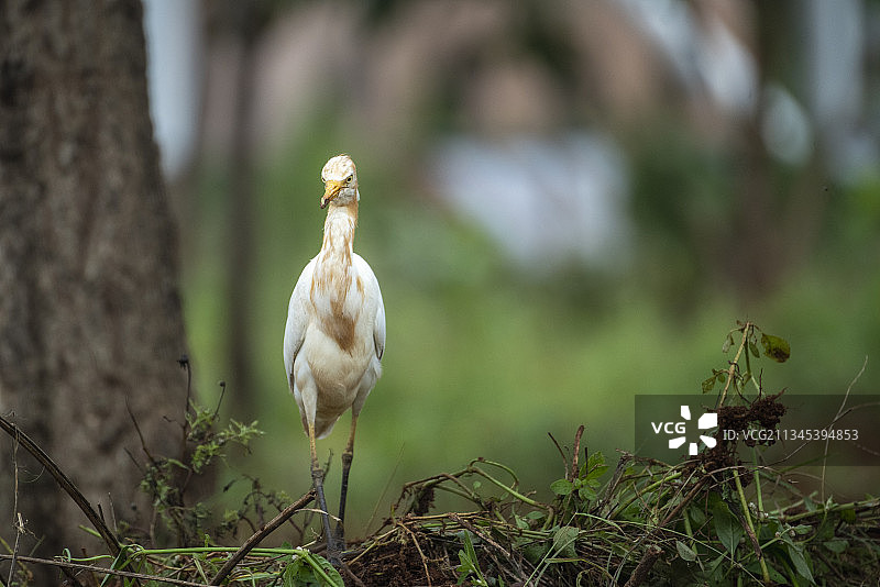 鸟儿栖息在树上的特写镜头图片素材