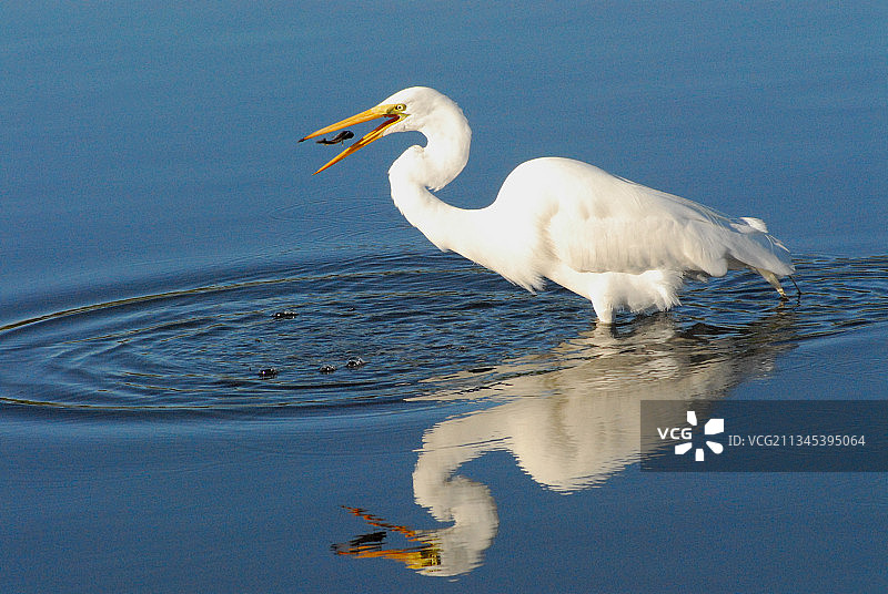 美国佛罗里达州大沼泽地，在湖中游泳的白色天鹅侧视图图片素材
