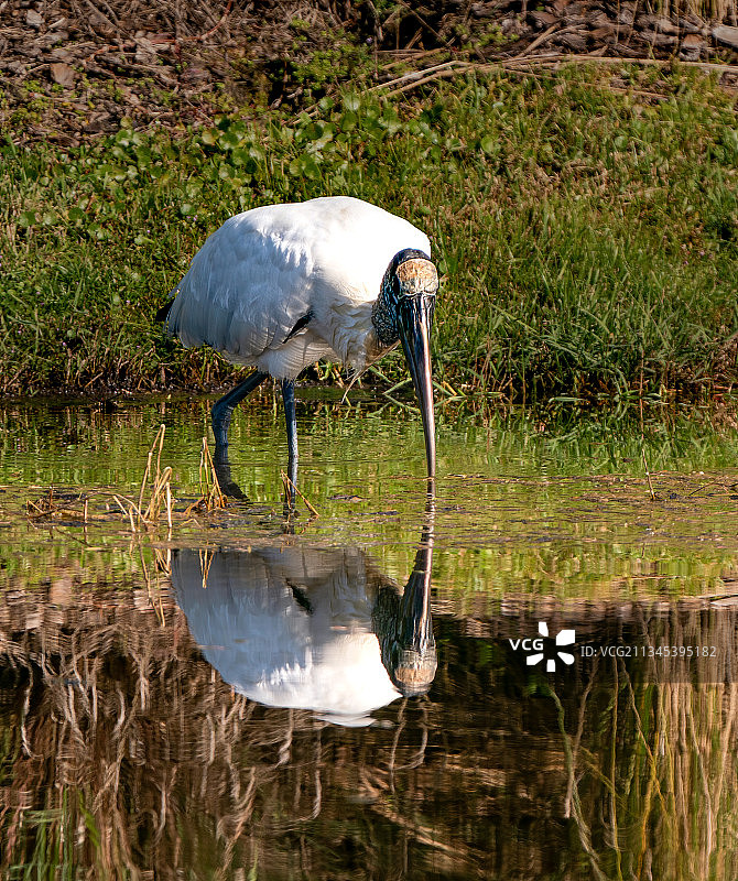 白鹭栖息在湖边的侧面图，坦帕，佛罗里达州，美国图片素材