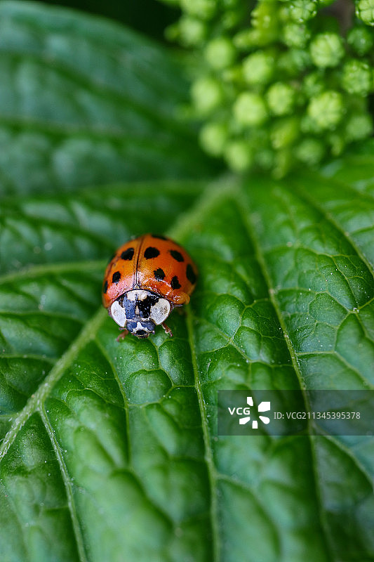 叶子上瓢虫的特写，塞尔维亚亚戈迪纳图片素材