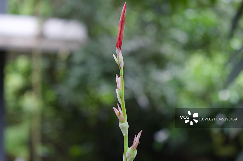植物特写，蒂鲁维尔瓦马拉，喀拉拉邦，印度图片素材