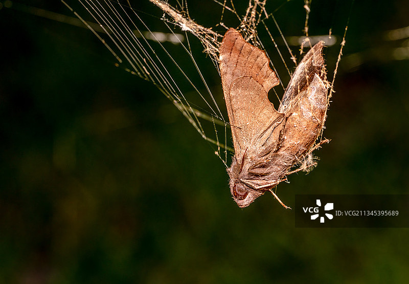 美国佛罗里达州坦帕市的蜘蛛结网特写图片素材