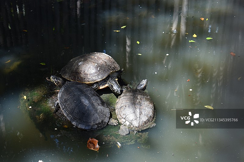 美国池塘中的乌龟图片素材