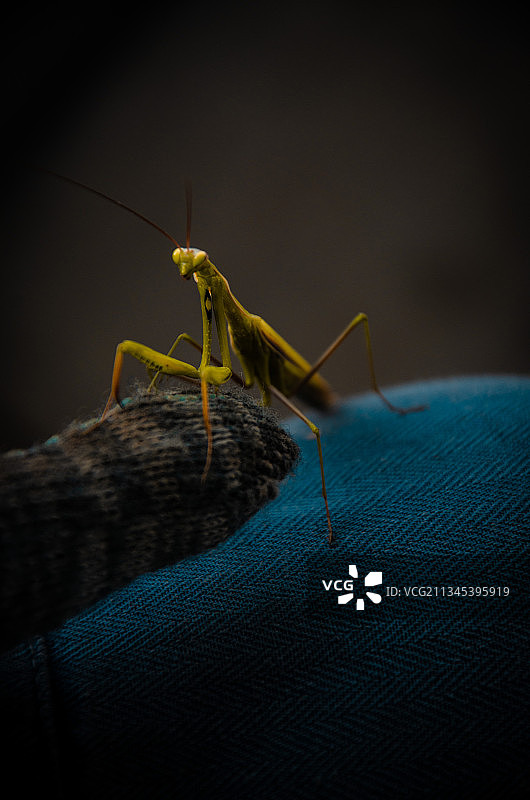 树叶上昆虫的特写镜头图片素材