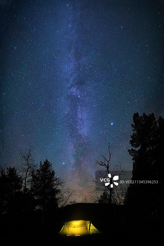 夜晚瑞典罗根星空下的树木剪影图片素材