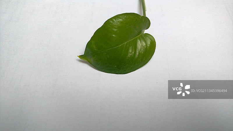 巴基斯坦卡拉奇白色背景上的叶子特写图片素材