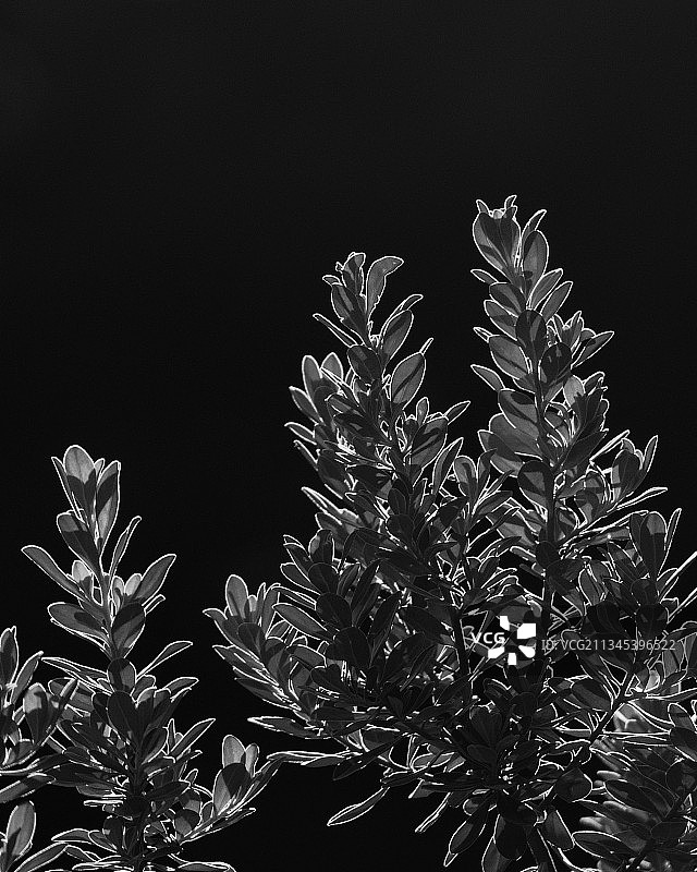 黑色背景下的圣诞树特写图片素材