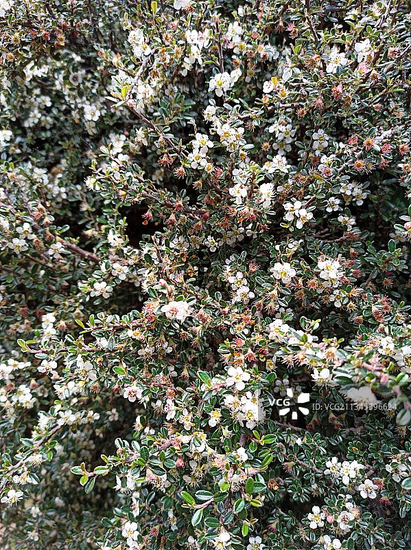 尼泊尔的开花植物全景照片图片素材