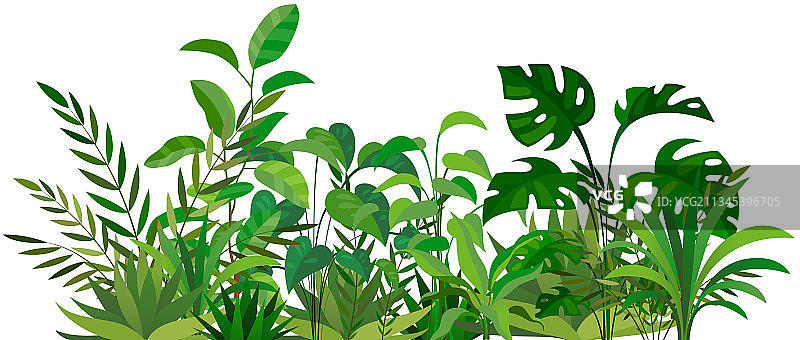 草本绿色装饰，自然蕨类植物图片素材