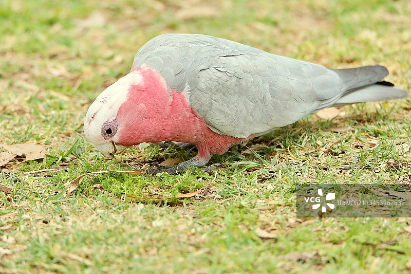 澳大利亚昆士兰图文巴的鹦鹉特写图片素材