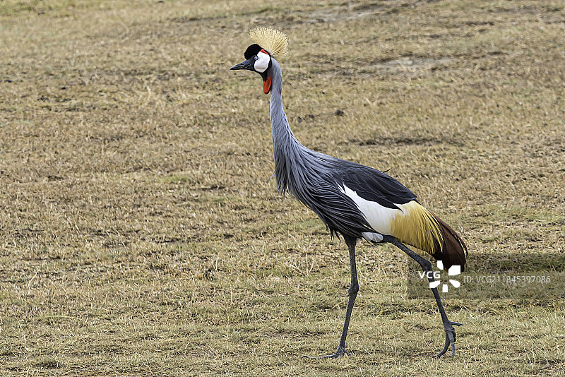 坦桑尼亚恩戈罗恩戈罗火山口，起重机栖息在田野上侧视图图片素材