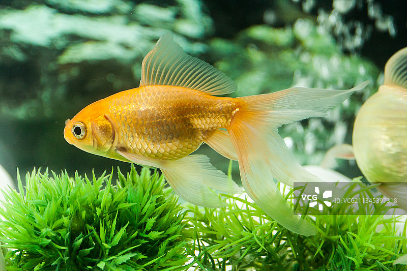 水族箱中游动的鲤鱼特写图片素材