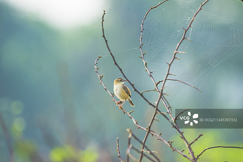 印度喀拉拉邦内杜姆巴塞里蜘蛛网上的蜘蛛特写图片素材
