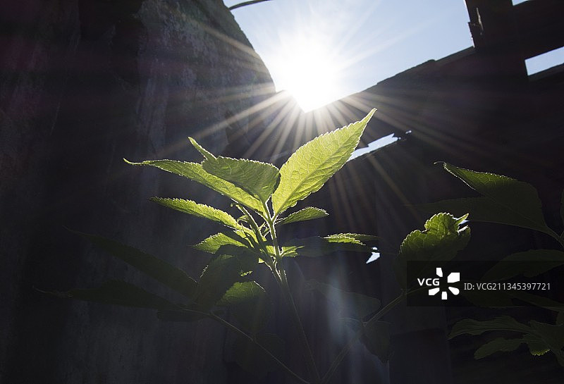 丹麦阳光穿过树木的低角度视图图片素材