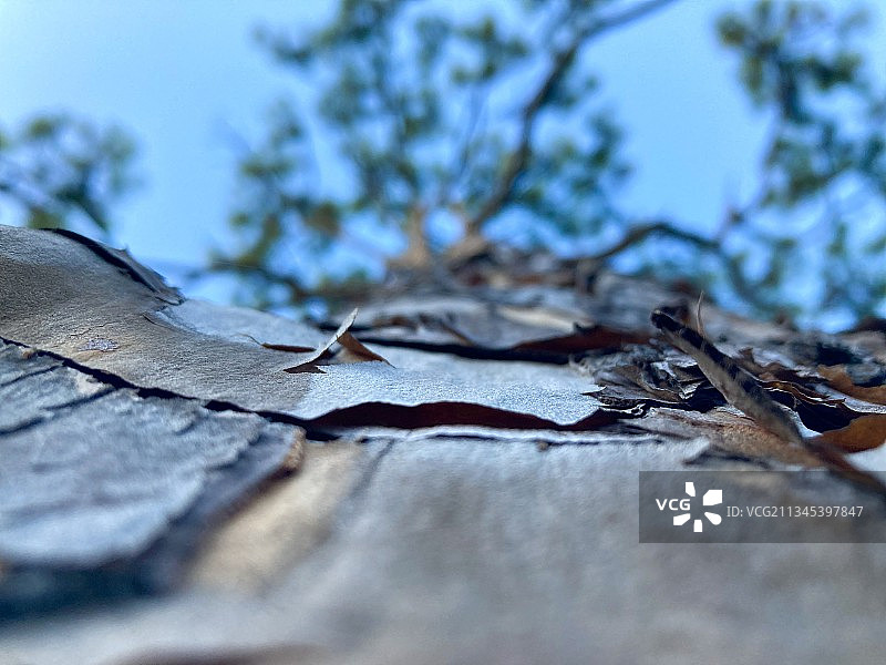树上干树叶特写图片素材