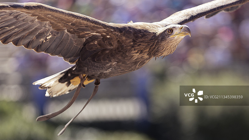 雄鹰翱翔于树木之上的特写，莱塞佩斯，法国图片素材