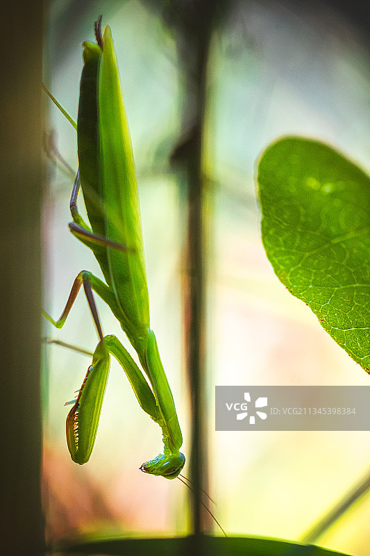 捷克共和国布尔诺植物上螳螂的特写图片素材