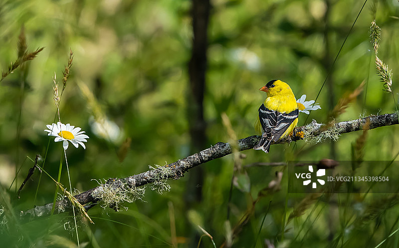 栖息在树枝上的鸣雀的特写镜头图片素材