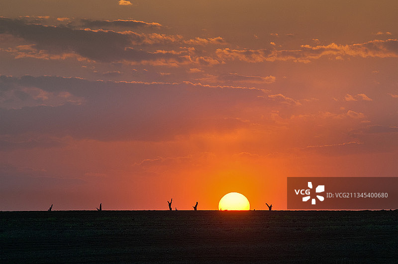 荒野枯树夕阳图片素材