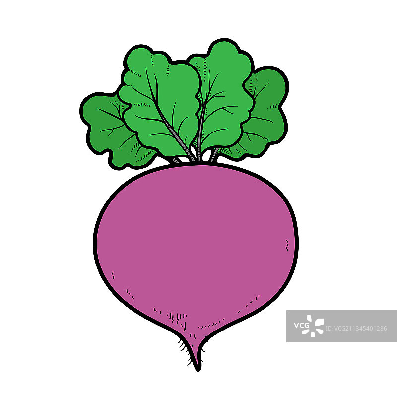 红色甜菜根颜色变化图片素材