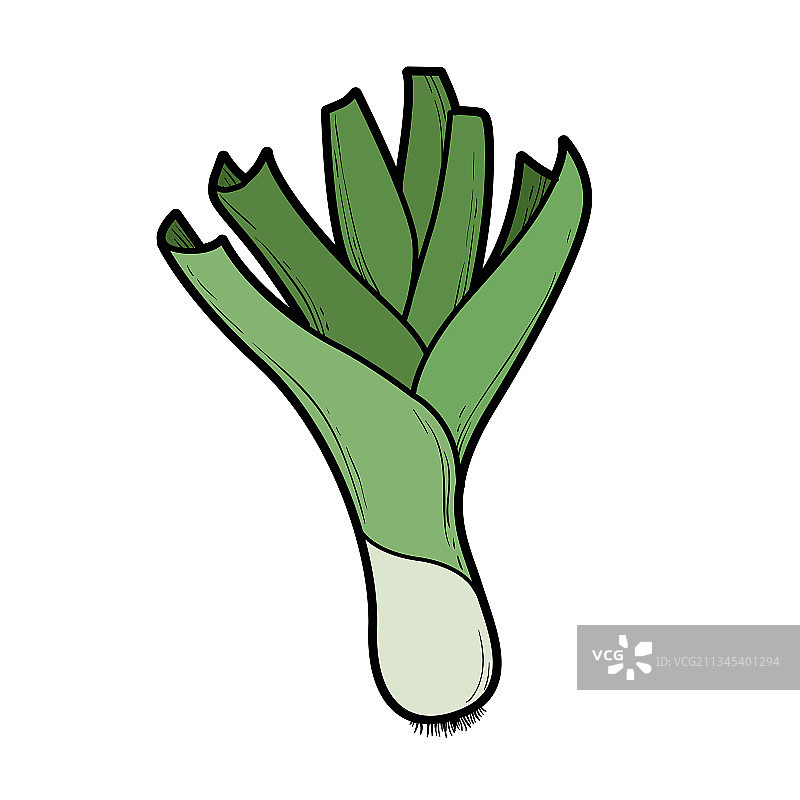 用于着色页的小葱颜色变化图片素材