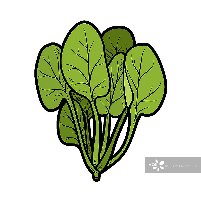 用于着色页的菠菜捆颜色变化图片素材