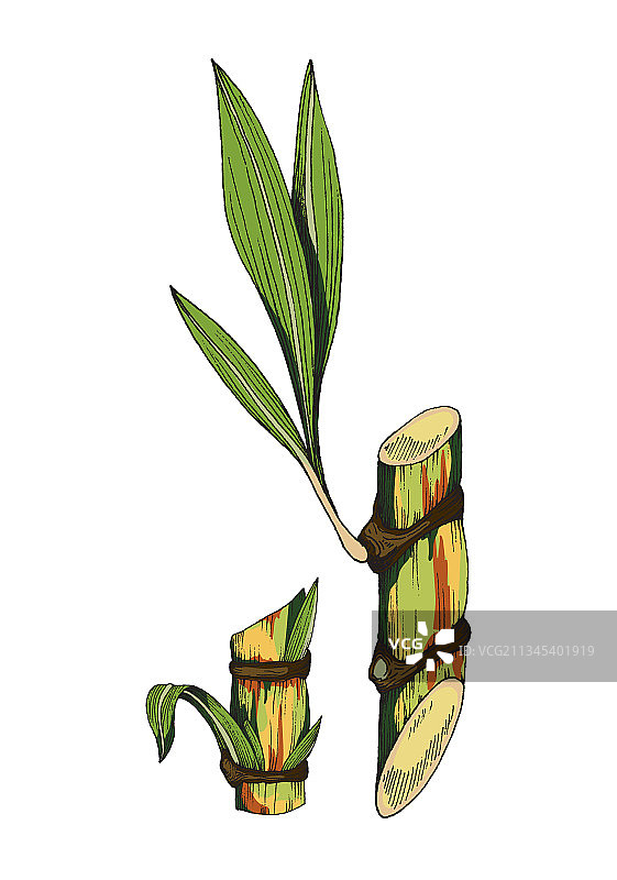 带叶子的甘蔗茎局部图片素材