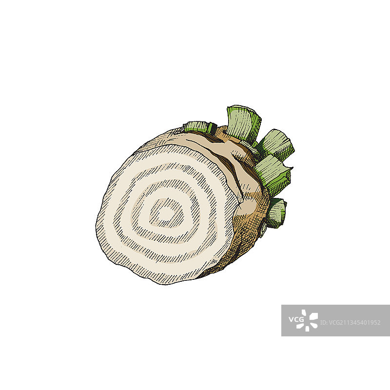 彩色甜菜根素描图片素材