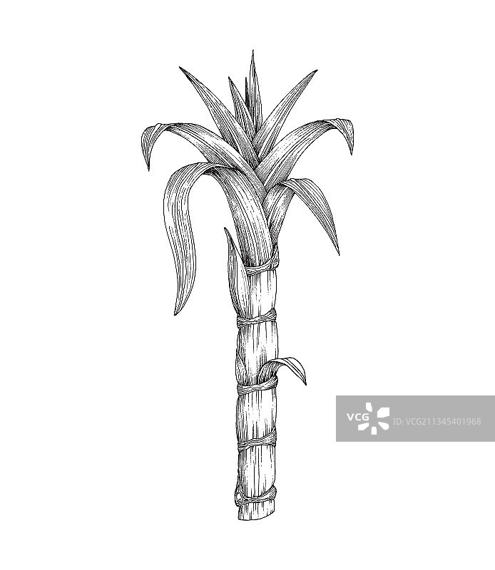 带叶热带植物甘蔗茎图片素材